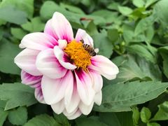 -庐山风景区花径公园