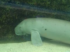 -悉尼海洋生物水族馆