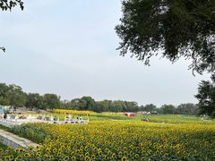 -北陵公园