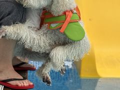 -爪吧宠物乐园 (温榆河示范区店)