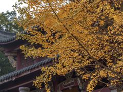 -徽园