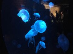 -悉尼海洋生物水族馆