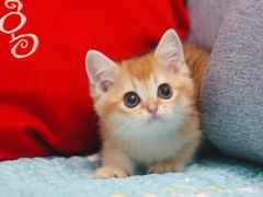 -Bastet sally猫舍购宠(静安店)