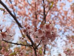 -武汉大学-樱园