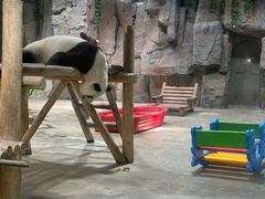 -栾川竹海野生动物园