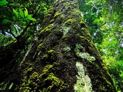 -海南热带雨林国家公园吊罗山景区