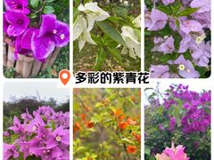 -中国科学院西双版纳热带植物园