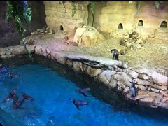 -迪拜水族馆及水下动物园