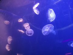 -临沂极地海洋王国