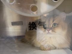 -瑞派长江宠物医院·猫科·外科·24小时夜护(谊城公寓分院)