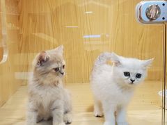 -屋虎猫馆(宝安大仟里店)
