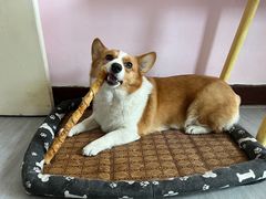 -宠福鑫康馨动物医院·骨科·眼科