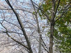 -高东镇樱花园