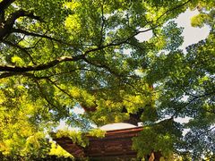 -常寂光寺