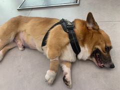 -爱诺耐芙动物医院(万博店)