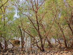 -宝安西湾红树林湿地公园