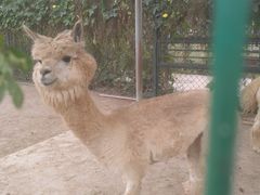 -北京麋鹿生态实验中心