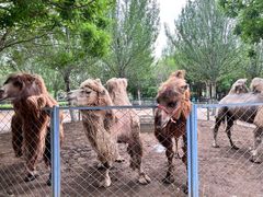 -长白岛森林公园