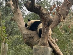 -都江堰中华大熊猫苑