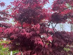 -狼山风景名胜区