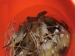 -会江钓鱼钓虾烧烤场