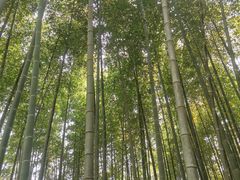 -树山生态村