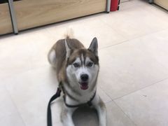 -艾贝尔宠物医院·狂犬免疫点(江山金象城店)