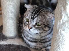 -Catmate·猫肥家润(金润铂宫店)