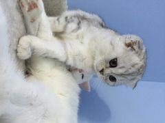 喵的天空-喵的天空名猫咖啡馆·撸猫·猫舍·用品