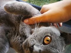 -猫和宫(六道口店)