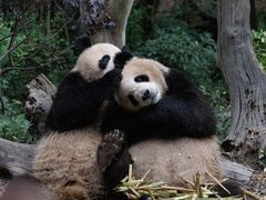 -成都大熊猫繁育研究基地