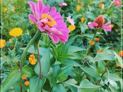 -花溪公园