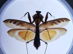 -上海昆虫博物馆