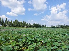-洪湖生态旅游区
