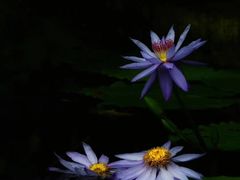 -国家植物园南园