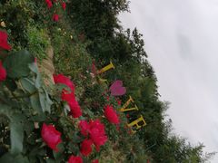 -径山花海