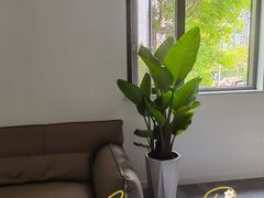 -金科花卉市场