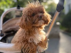 -多乐狗狗宠物训练工作室