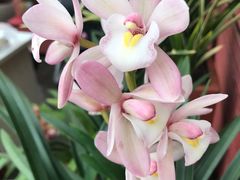 -秦美花卉(天朗·莱茵小城2期店)