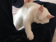 -北京赛佳动物医院