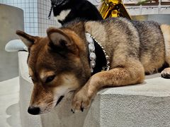 -柴务处·柴犬主题狗咖