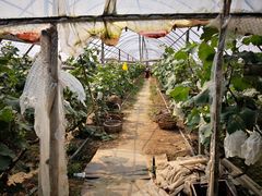 -马陆小张葡萄园农家乐