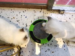 -喵喵咪呀布偶猫咖(春熙路店)
