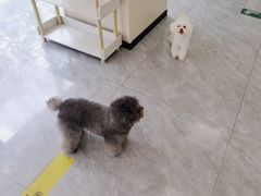 -美联众合爱康动物医院•复杂内科•肿瘤科•牙科•腔镜诊疗中心
