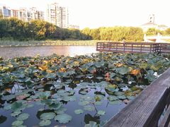 -新江湾城公园