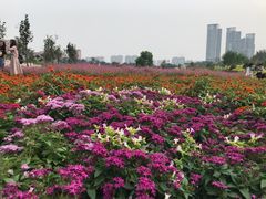 -文华公园(禅城区)