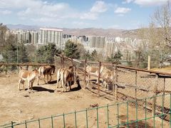 -青藏高原野生动物园