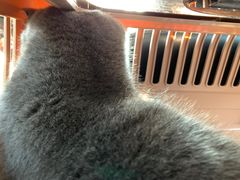 -纳吉亚猫专科动物诊疗中心(蒋宅口分院)