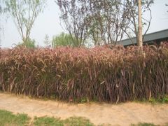 IMG_4239-西安世博园