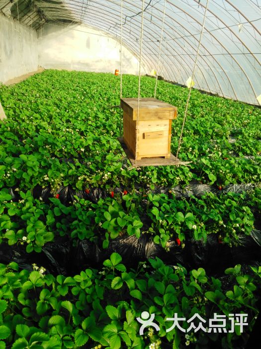 幸福草莓采摘园图片 - 第1张